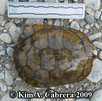 turtle hiding in shell. Photo copyright Kim A.
                    Cabrera.