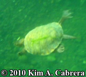 turtle swimming. Photo copyright Kim A.
                    Cabrera.