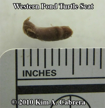 turtle scat close up