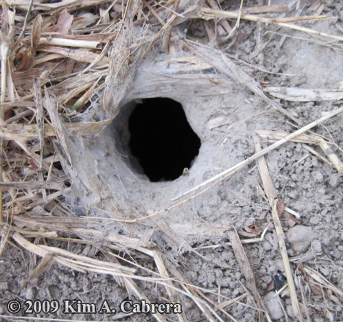 silk lined wolf spider burrow enttrance